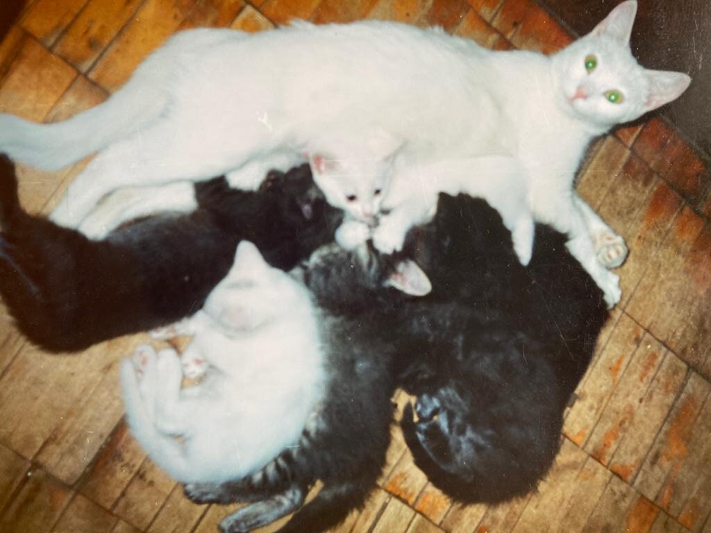 Мать ненормальная на дзене. Кормящая кошка. Мама кошка и котенок Мем. Котенок учит ловить мышь. Котята без мамы.