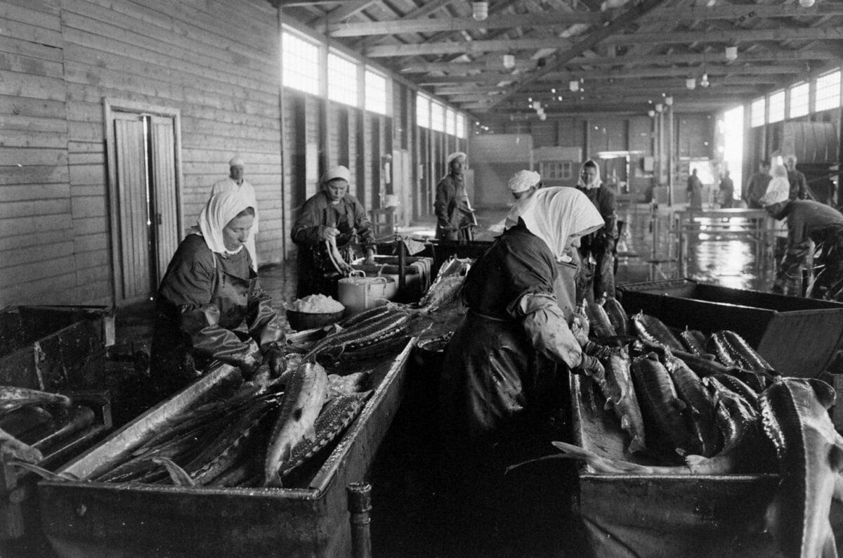 Фото. Обработка рыбы. Астрахань. 