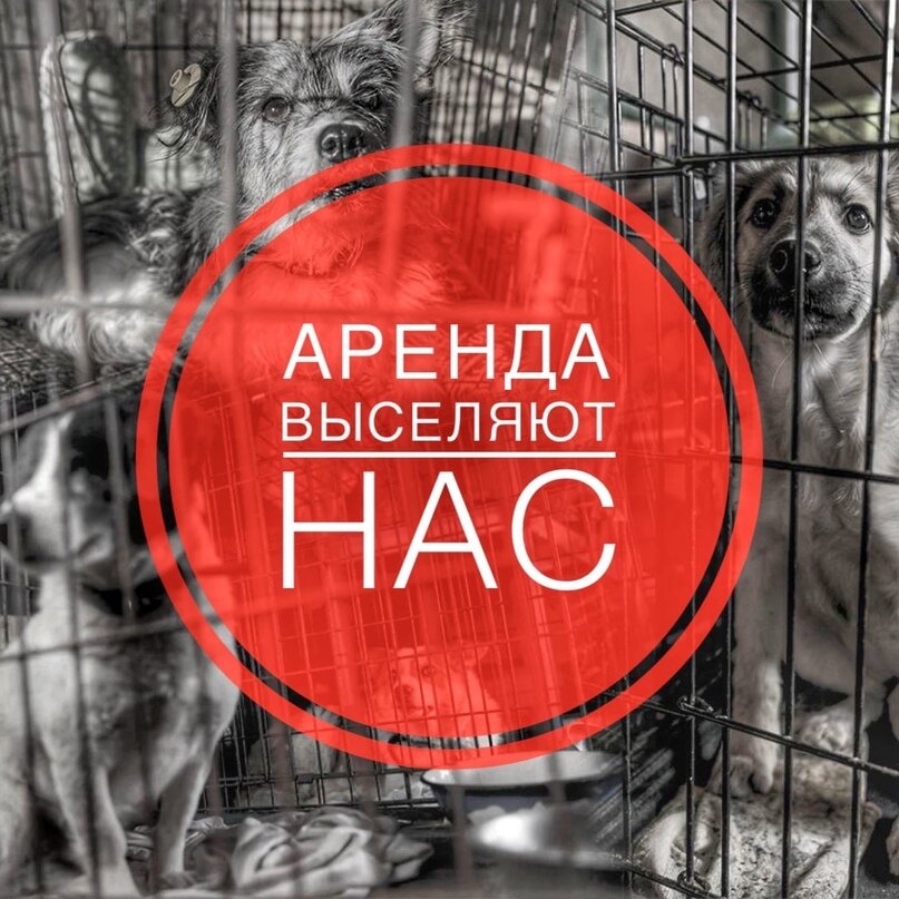 Приюту НЕОБХОДИМА ваша помощь