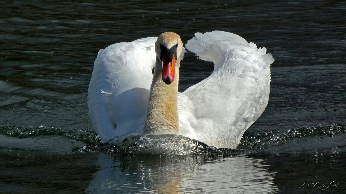 Георгий. Гатчинский парк. 29.04.2023 г.