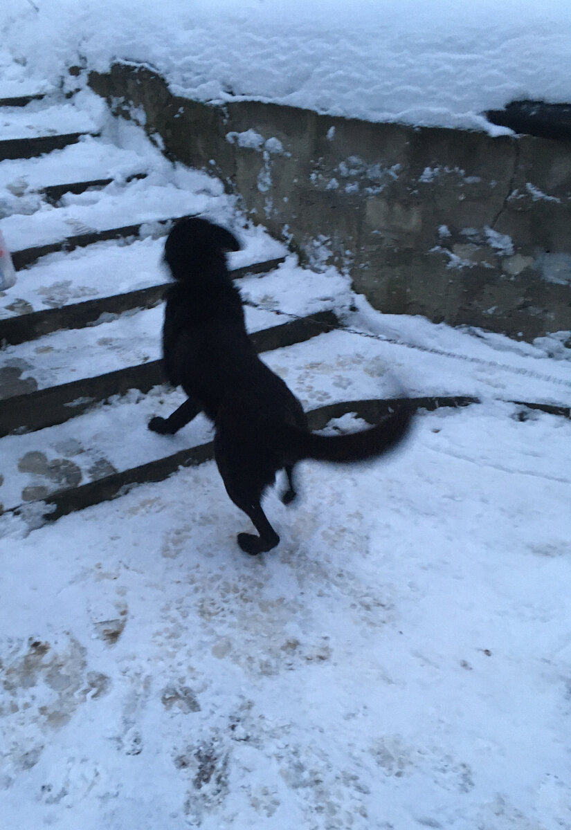 Джина живёт у нас два недели. Встречает мужа с пакетом из магазина; "Ура, еда!"