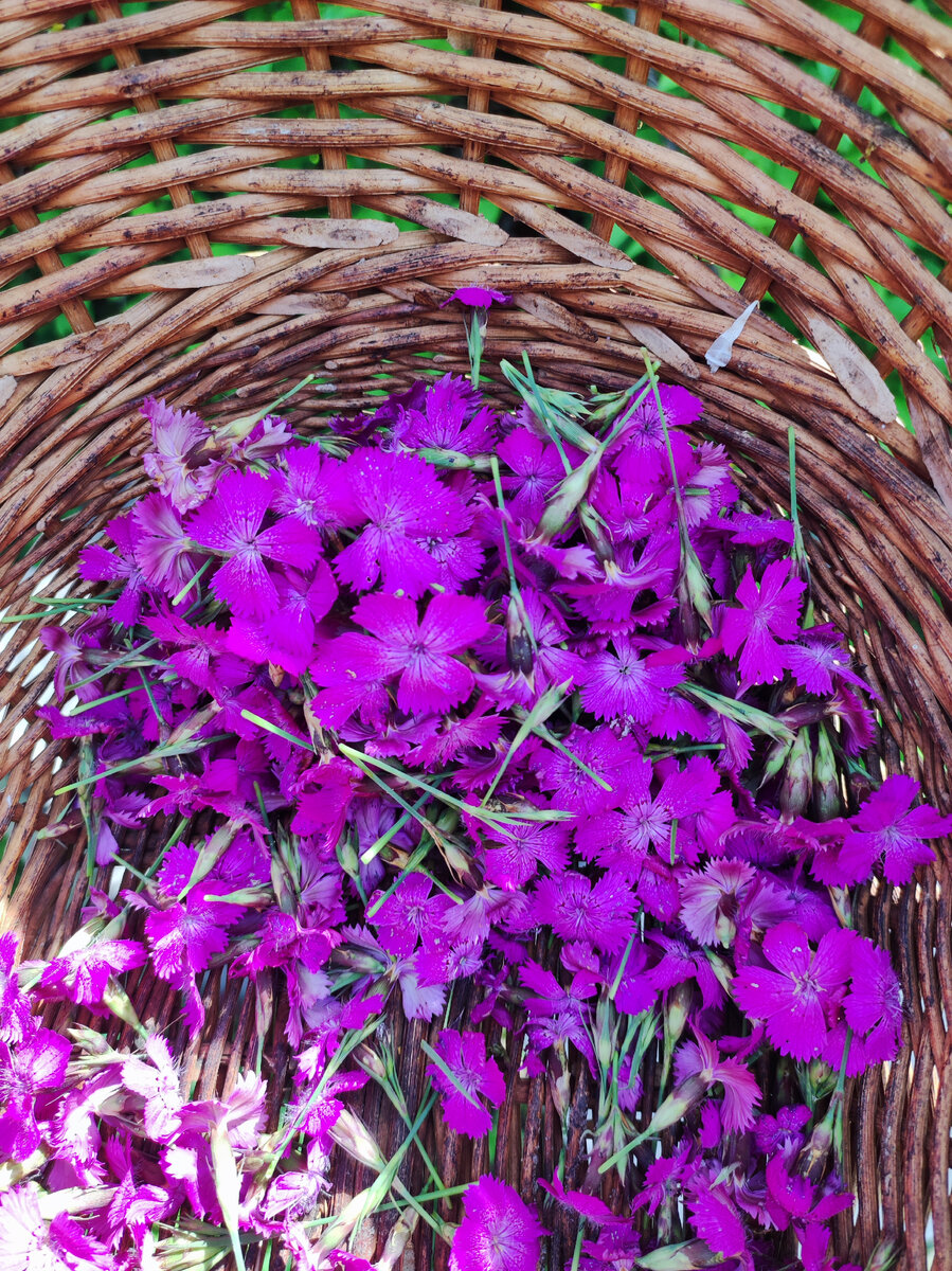 Цветы гвоздики полевой (травянки) 