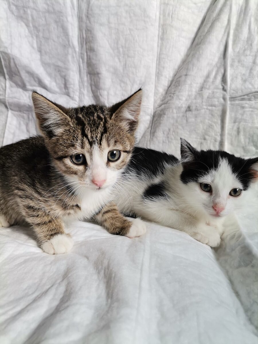 Два братика, чья жизнь в ваших руках