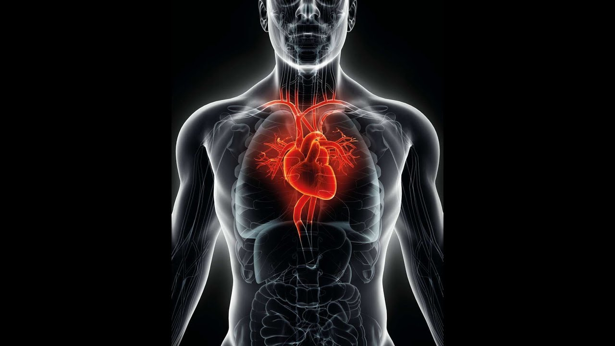 Как рассчитать частоту сердечных сокращений в покое?