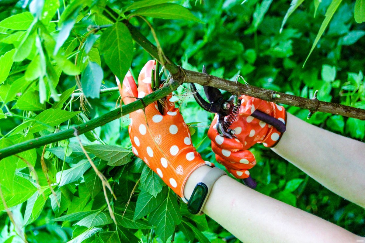    Томичей приглашают принять участие в экологической акции