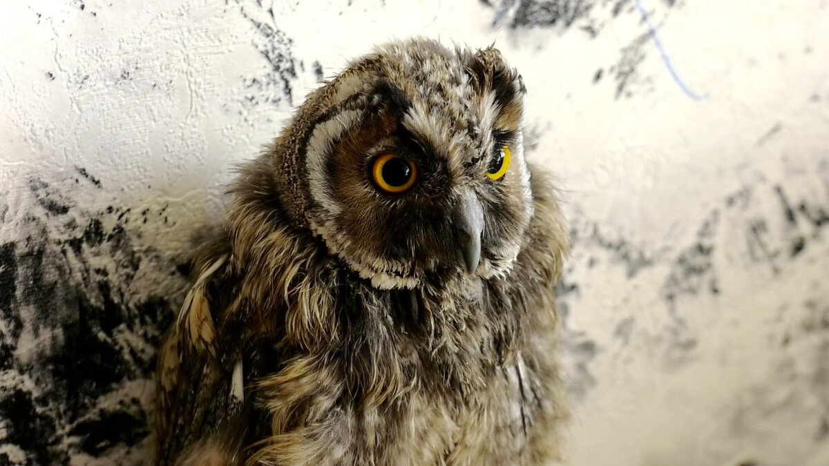    В Урае зооволонтёр «ставит на крыло» осиротевших совят