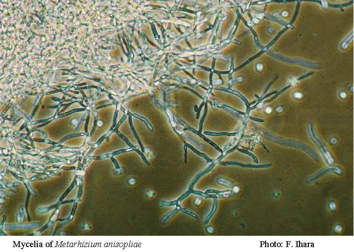 Как выглядит Metarhizium anisophliae под микроскопом