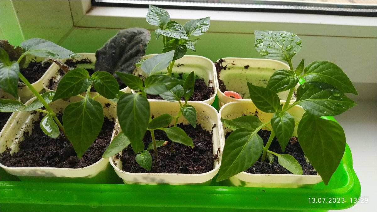 Перец | рассада | Фото автора 