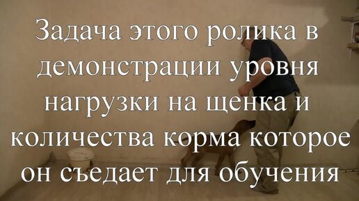 Щенок риджбека, обучение команде обход, первое занятие, 15 минут и стакан корма