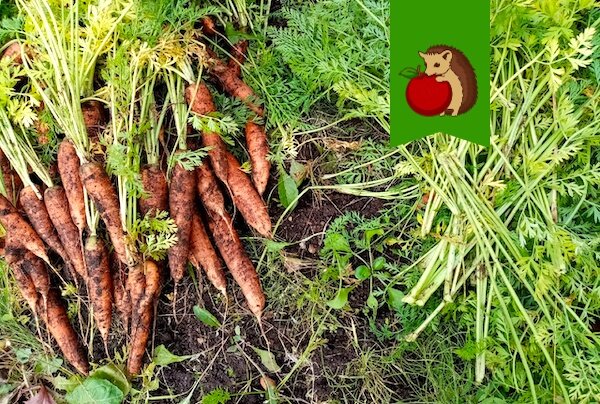 Простой прием, который помогает сохранить урожай моркови аж до лета. Делаю так в процессе уборки урожая