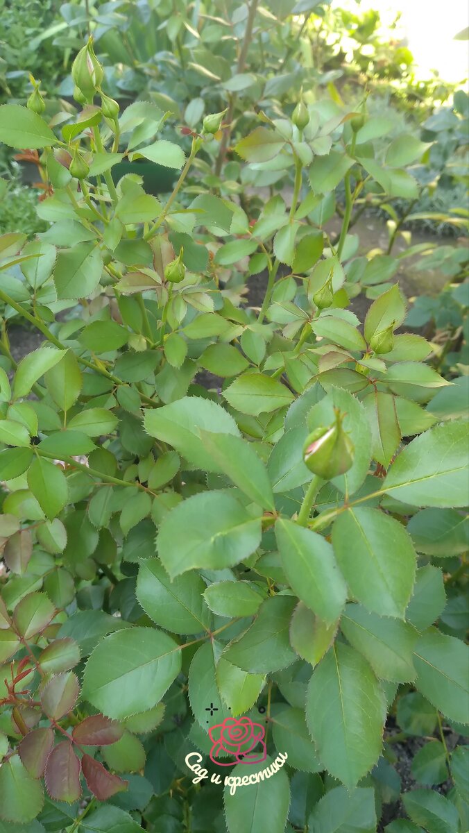 Здоровая листва, вредителей нет. Фото автора 13.07.23