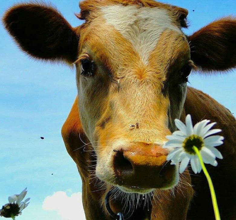 Символизм стада, по словарю Даля.