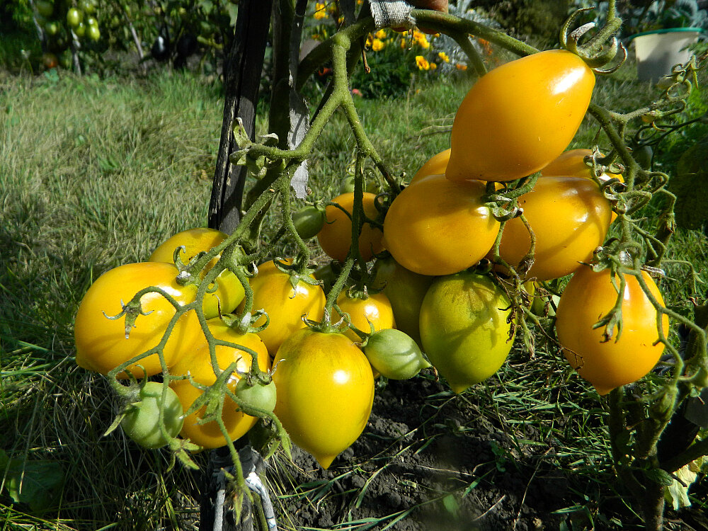 Недостаток элементов питания на томатах фото