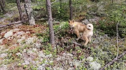 Луна, Венза и белоголовый орлан гуляют по лесу (часть 1) — Video | VK