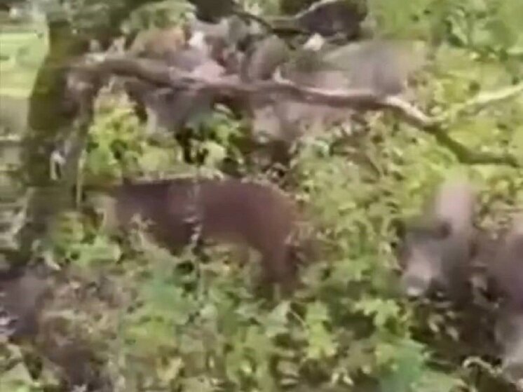 Член кабана картинки