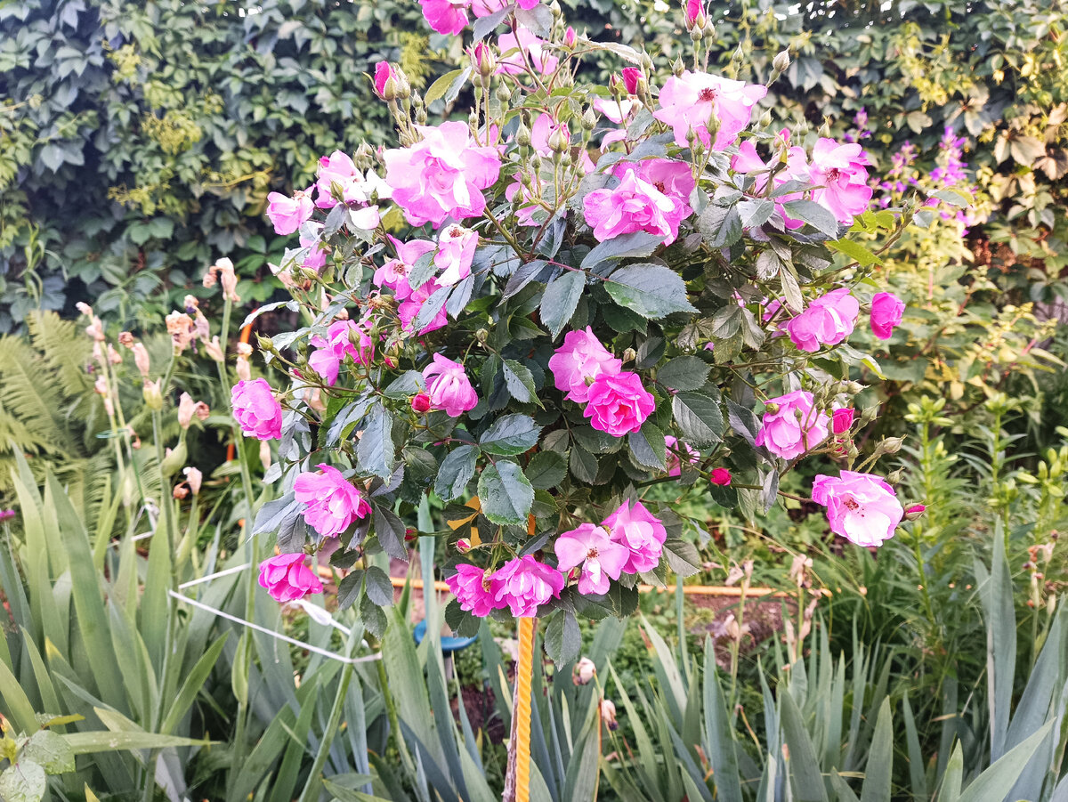 Штамб Лавендер Дрим, 2023