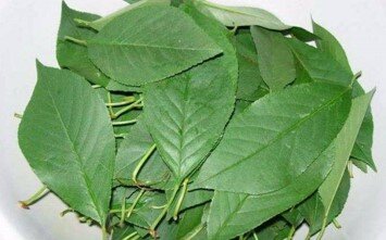 1.Собираем молодые листья вишни. Моем в 2% солевом растворе .
2.Собранные листья перед ферментацией завяливаем . Для этого рассыпьте их в тени на х/б или льняной ткани слоем в 3 – 5 см.  Заваливание примерно 4 – 8 часов до исчезновения “хруста” основной жилки у большей части листьев.



4.После в духовку при температуре 100*С в течение 1 часа, после 1 час при 50  до готовности. Периодически перемешивайте деревянной лопаткой. Важно не упустить момент окончания сушки, иначе готовый чай потеряет свой аромат.

5.Чай из листьев вишни имеет очень сильный аромат и немного терпкий, очень приятный вкус. Во время ферментации лист приобретает запах «пьяной вишни»
