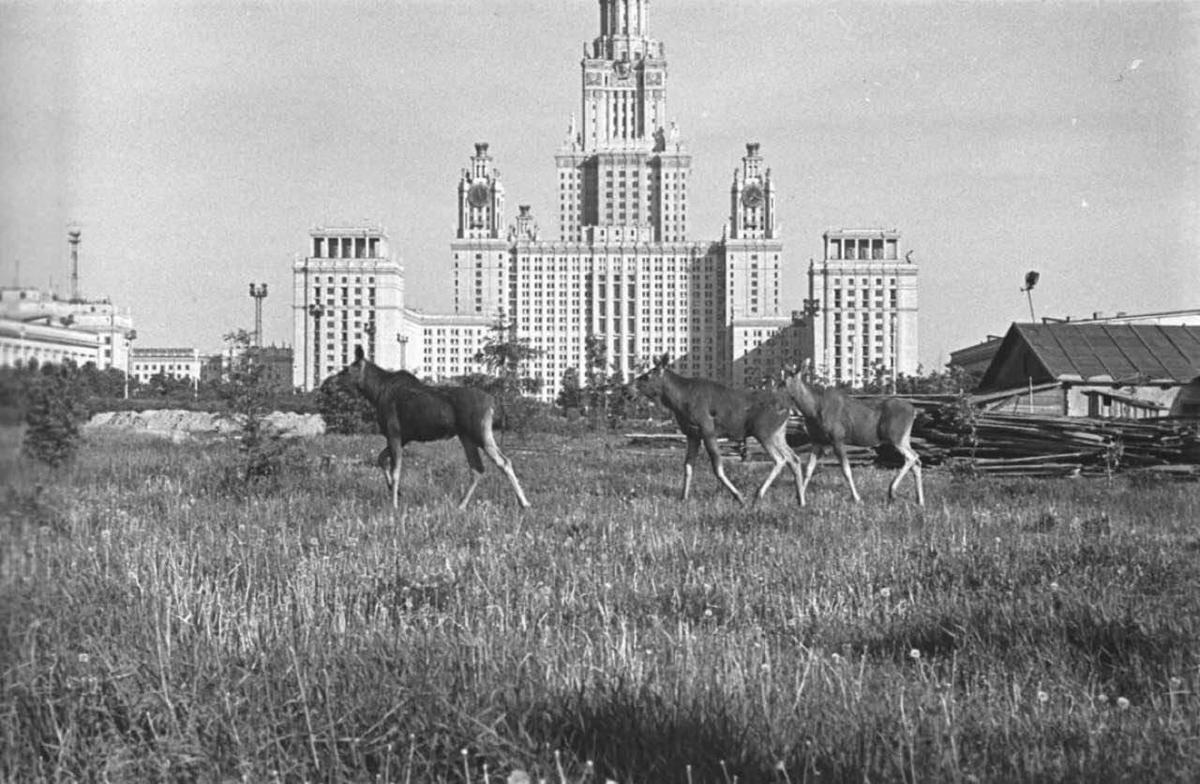 В 50-е МГУ строили на окраине города, когда вокруг еще бродили дикие животные.