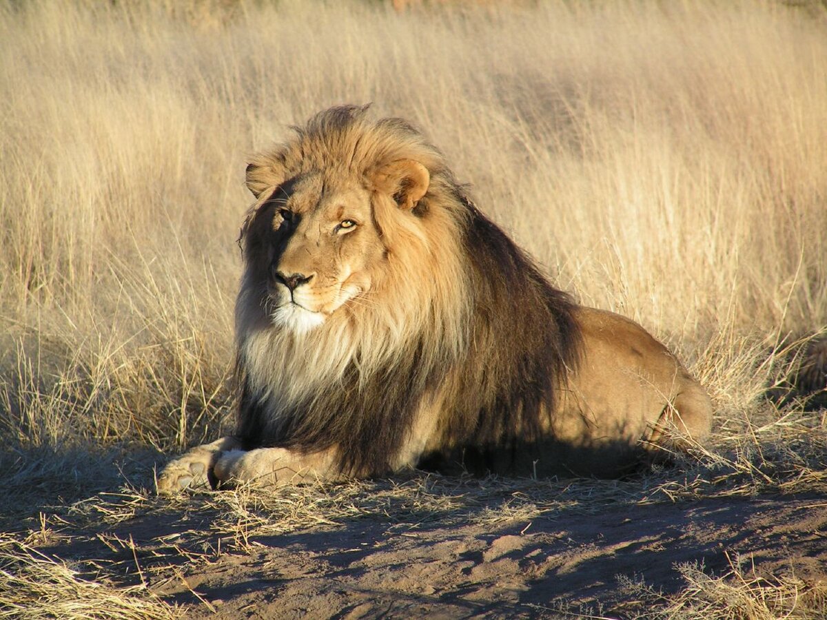 Авторство: Kevin Pluck. Flickr: The King., CC BY 2.0, 