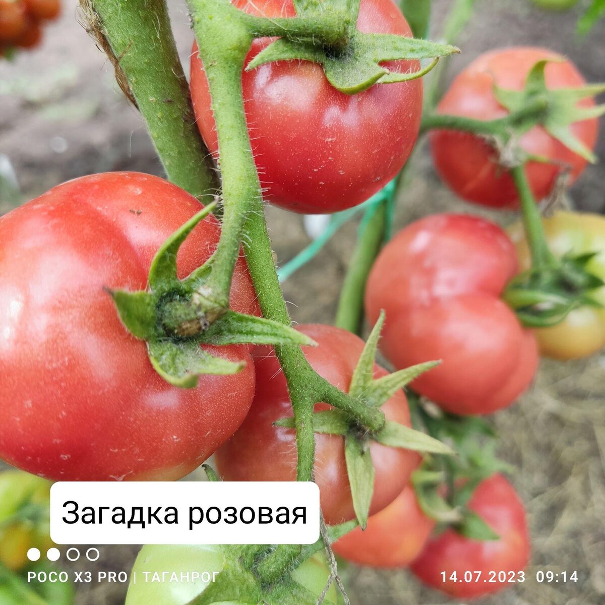 Окраска плодов от розовой до бледно-красной Все фото мои!