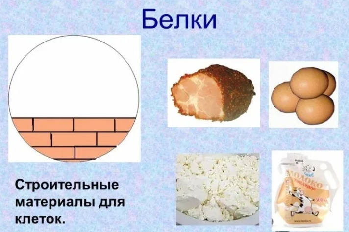 Белки