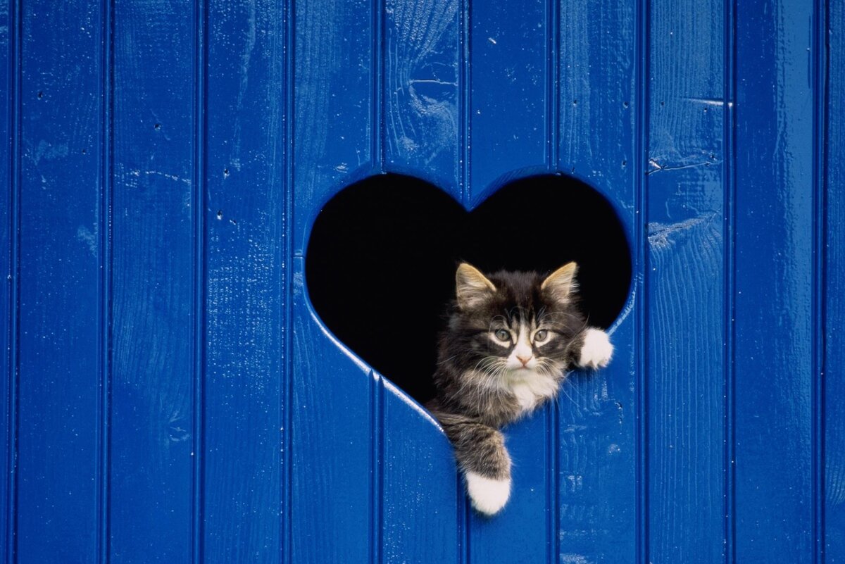 источник фото: https://get.wallhere.com/photo/cat-looking-out-door-heart-wooden-678339.jpg