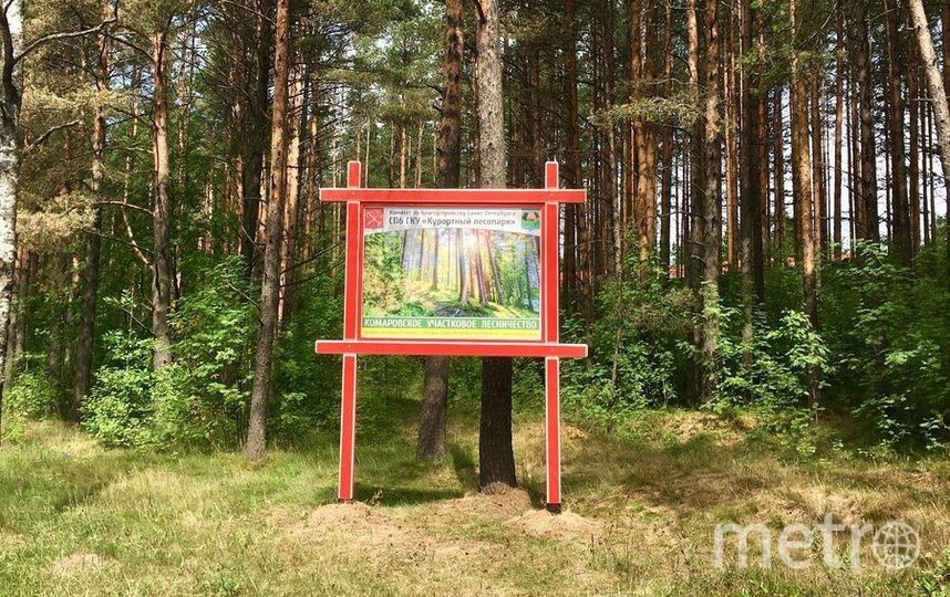   Официальные площадки для шашлыков оборудованы местами для разжигания огня и скамейками.lesopark-spb.ru