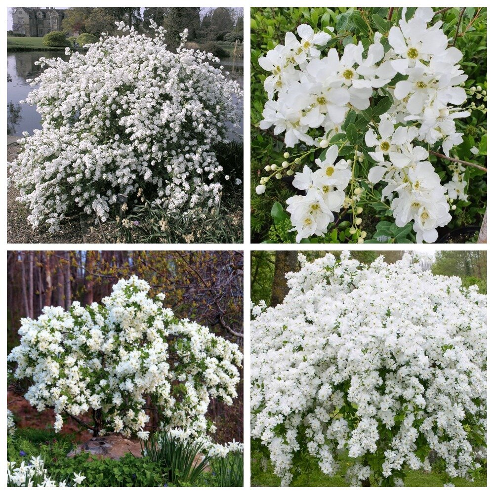 Прекрасная незнакомка: Экзохорда!