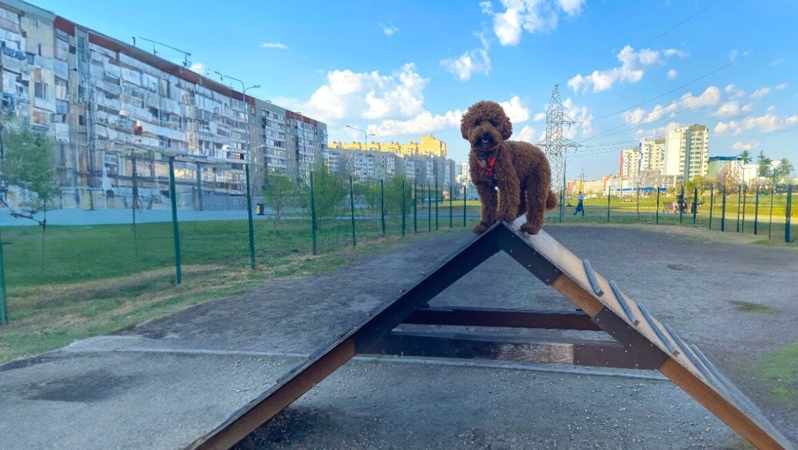     Условия для выгула собак в городе оставляют желать лучшего.
