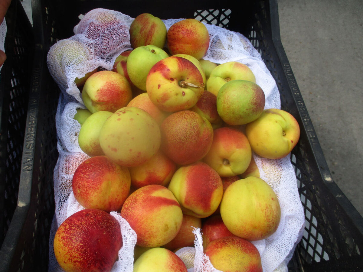    В Оренбуржье обнаружили более 39 тонн зараженных нектаринов из Узбекистана Кристина Просвиркина