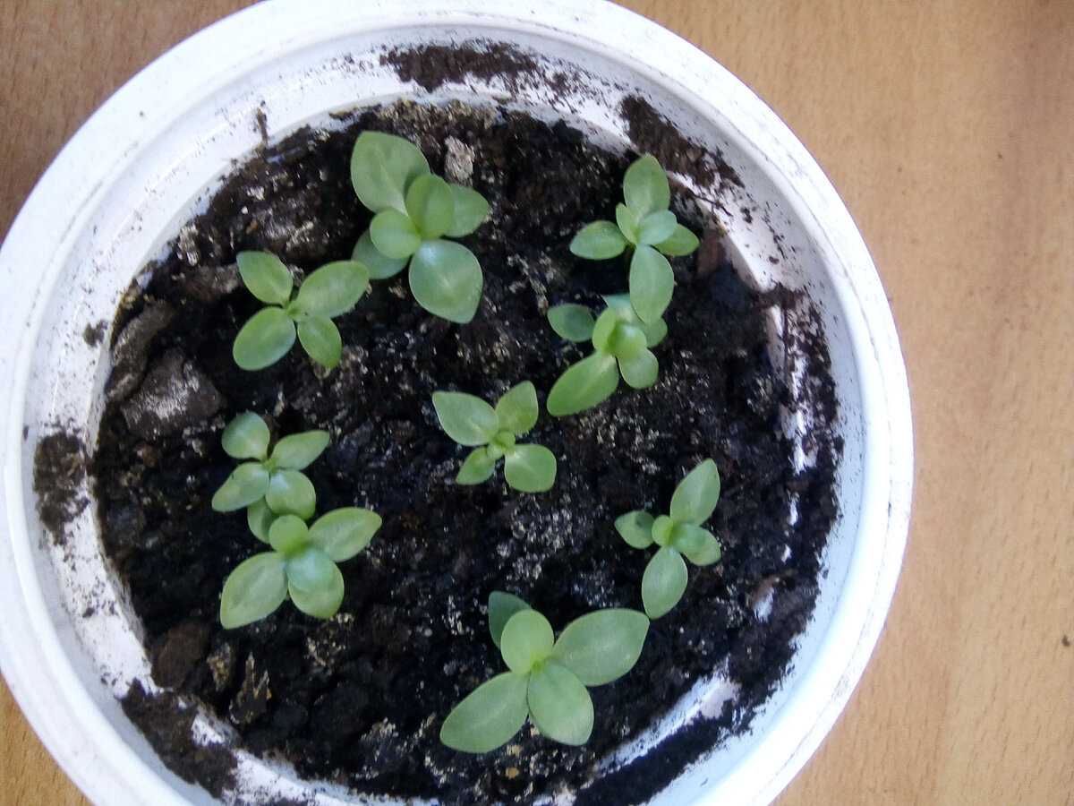 Середина апреля