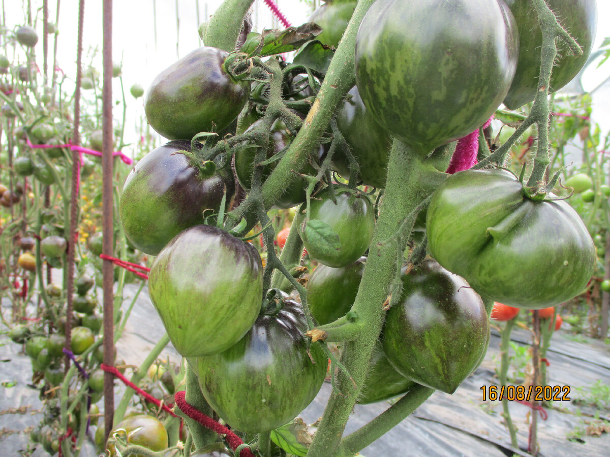 лунный календарь томаты. поиск томат медовый салют. томат лунный свет. томат лунный восторг. томат луна.