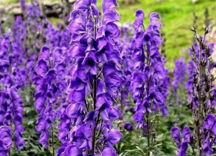 Источник- Яндекс картинки 