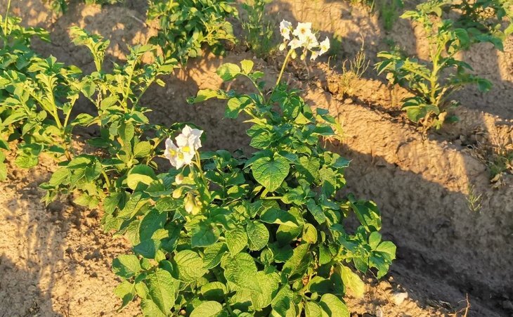    Ученые определились с технологией защиты картофеля от сорняков при помощи пескоструя