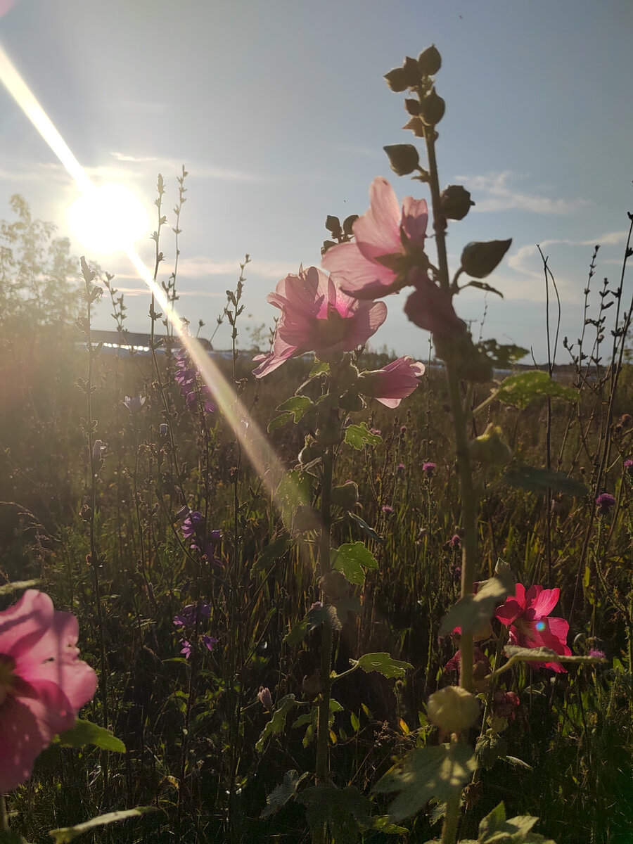 Фото автора канала. Вечер в деревне.