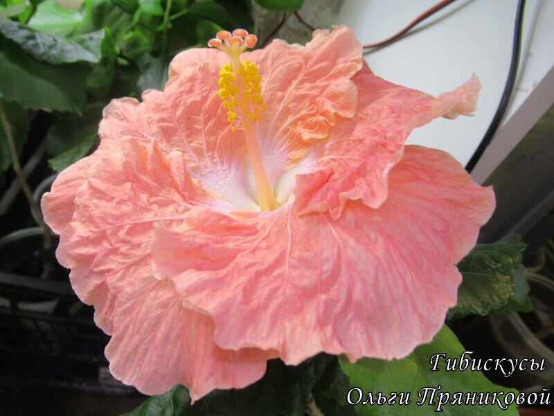 Гибискус "Watermelon wine" (Арбузное вино) - мое цветение В этой статье просто для красоты!