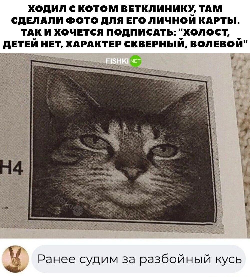 Секрет кота