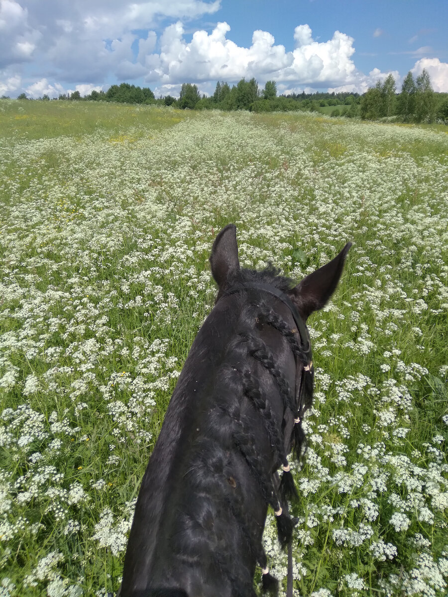 Да, на лошади можно не просто ездить по красивым полям, но ещё и выступать на соревнованиях под музыку. 