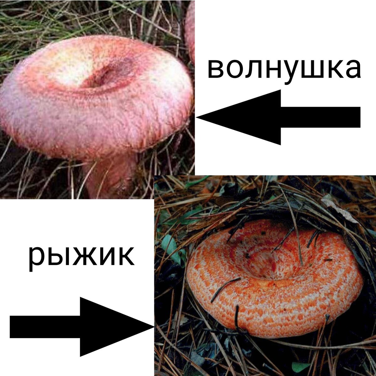 Рыжик разбор. Млечник Рыжик гриб. Как выглядят рыжики. Грибы похожие на рыжики. Рыжик настоящий.