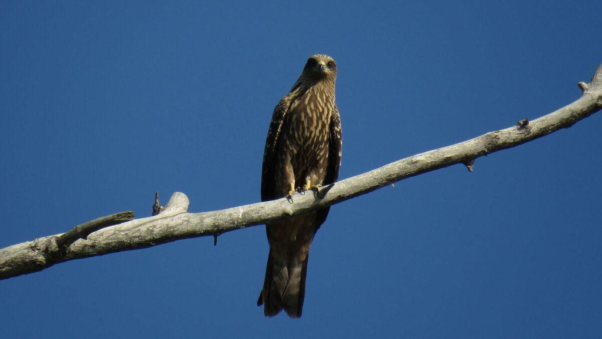 Коршуны постоянно внимательно следили за нашими перемещениями по реке