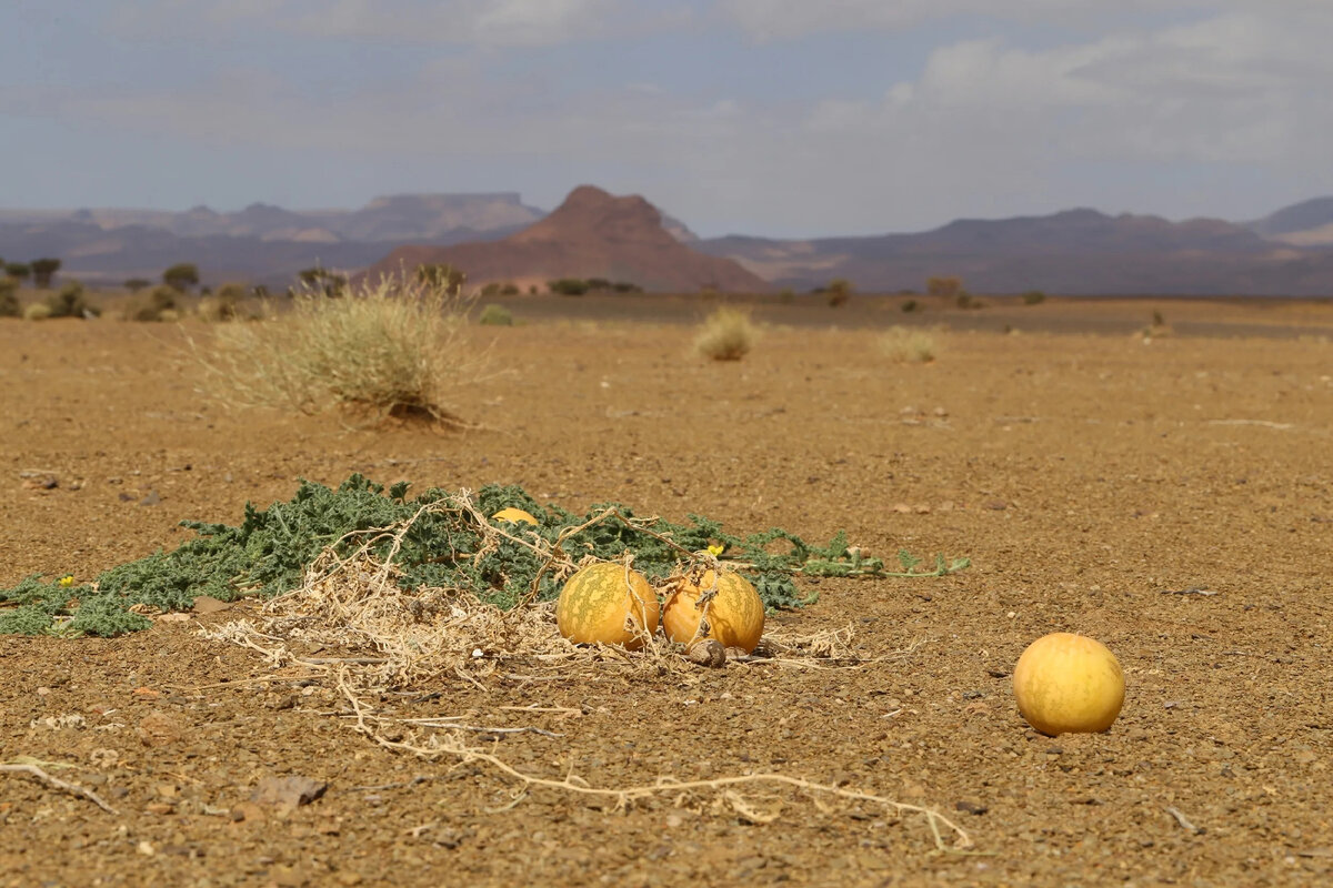 Дикие арбузы