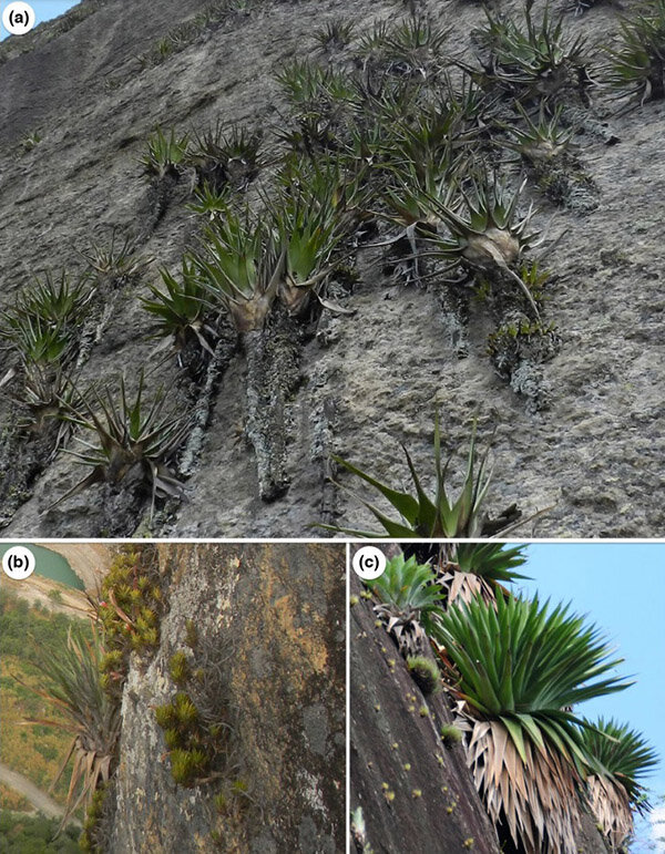 Гиперэпилиты из семейства бромелиевых на инзельбергах юго-восточной Бразилии: Stigmatodon goniorachis (a), Tillandsia araujei и Stigmatodon francae (b) в Рио-Де-Жанейро, Alcantarea robertokautskyi (c) в муниципалитете Серра, штат Эспириту-Санту. Фото: Dayvid R. Couto, E. Leme.