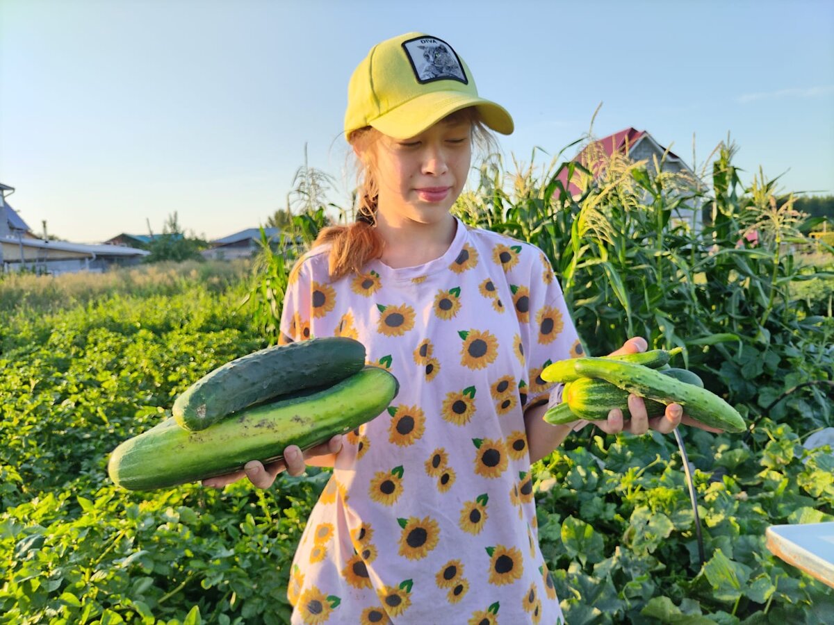 Опять огурцы😑