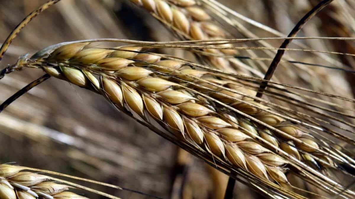 Ячмень. Фото: pxhere.com