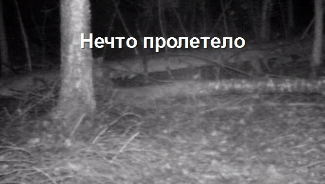 (прибор простоял несколько суток, животных видно не было, даже мыши это место обошли стороной, странное место)