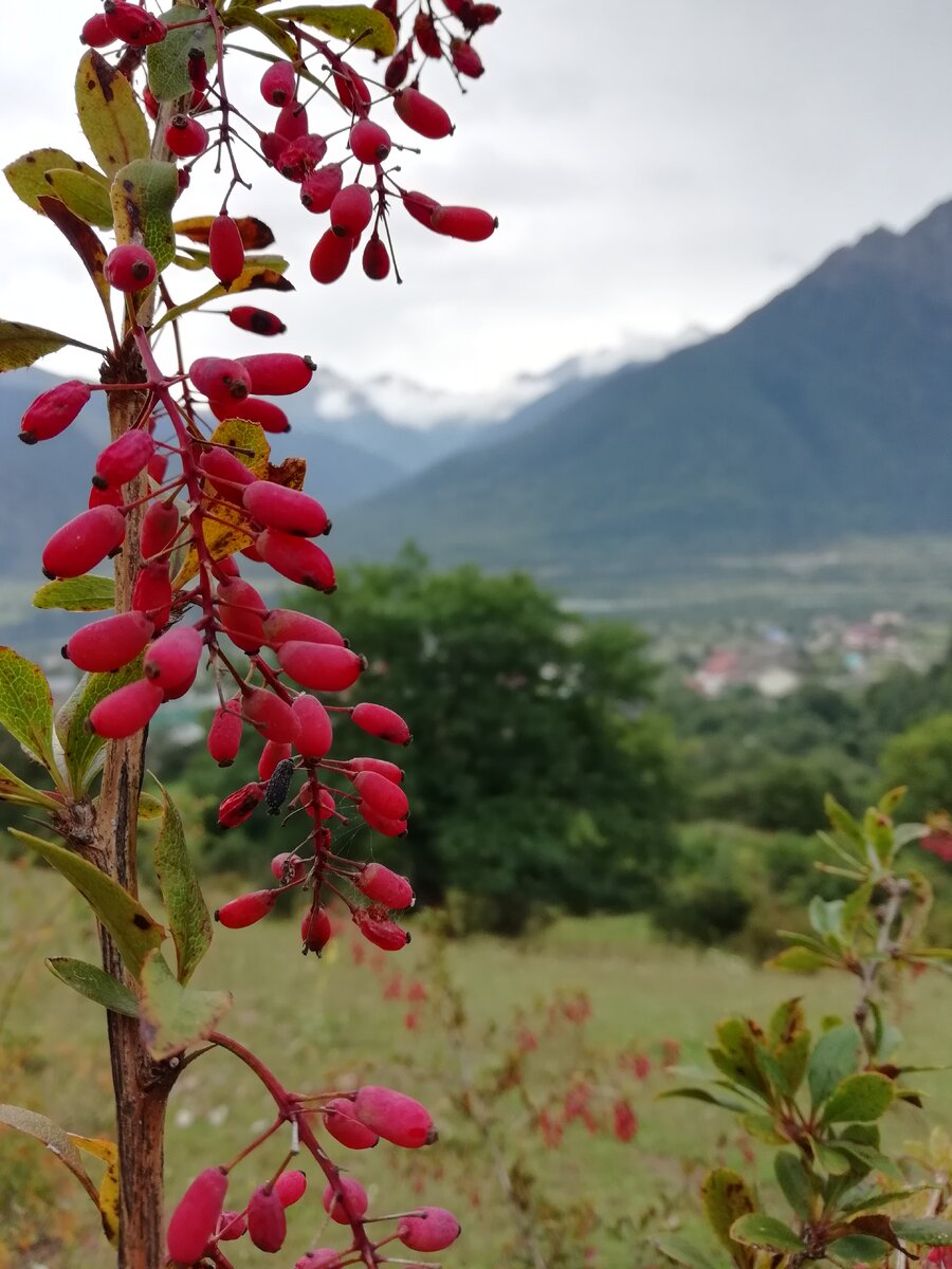 Барбарис