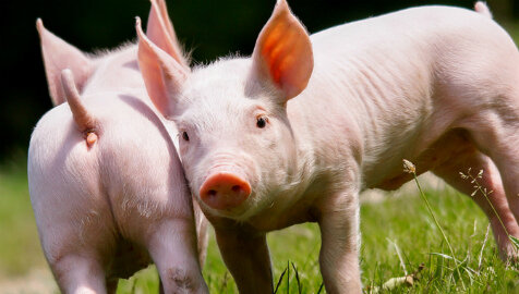 Домашняя свинья: удивительные факты, которые вы, возможно, не знаете | Мир  животных | Дзен