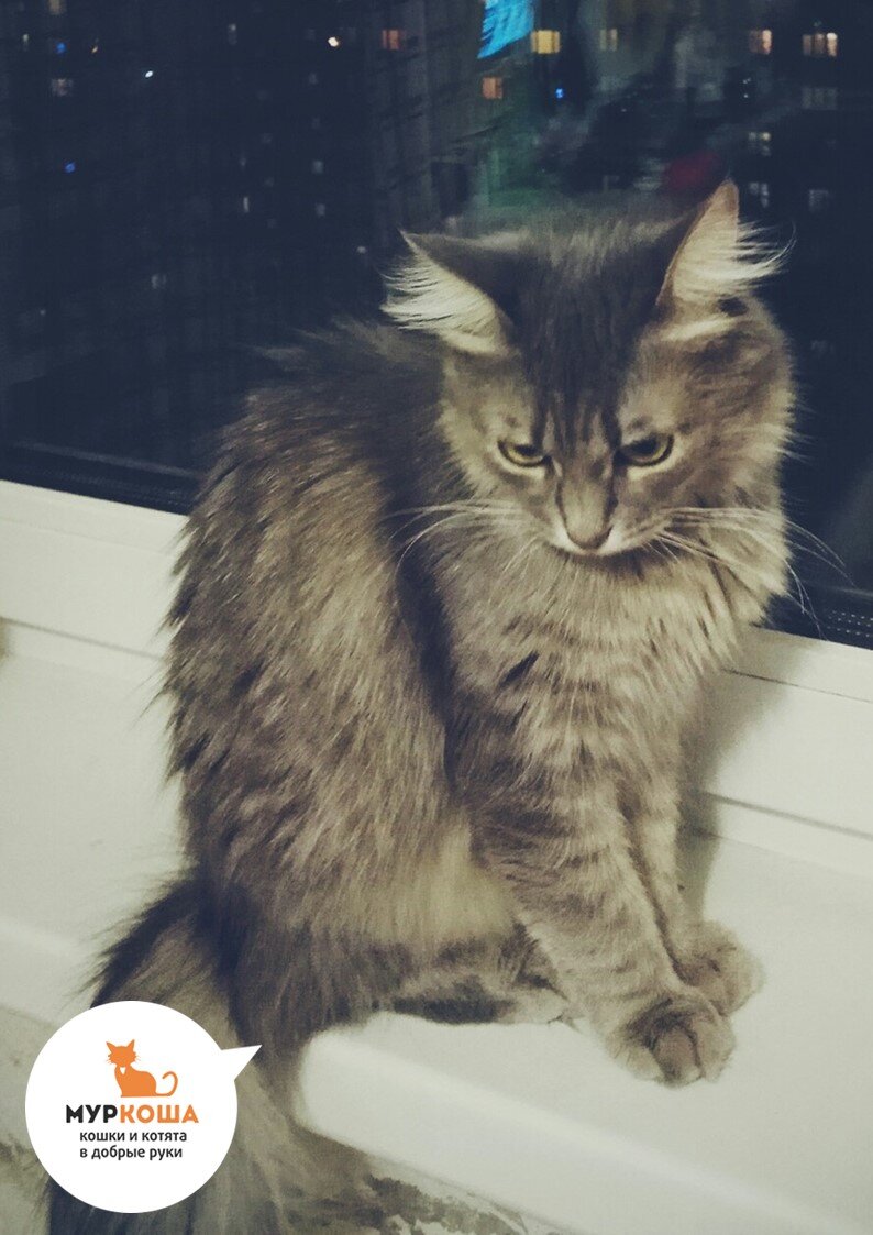 3559). 06.08.2018 - Кошка Тося (теперь Шуша) уехала домой (фото из дома)