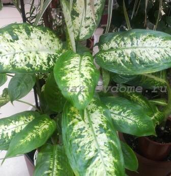 Диффенбахия фузариоз. Диффенбахия еллоу. Диффенбахия скручиваются листья. Диффенбахия желтеют кончики. Диффенбахия трипсы.