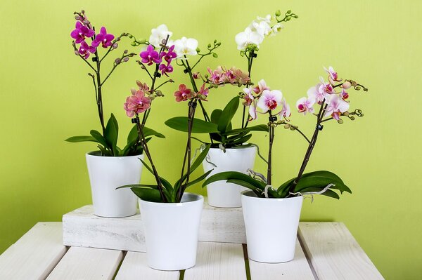 Яичная скорлупа — уникальное натуральное удобрение для орхидей